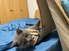 -喵zoo家庭繁育猫舍(尖东智能花园店)