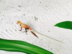 -中央格兰德岛温泉度假酒店 - 全包