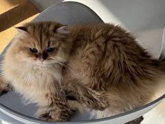 -豆逗聊愈猫阁Easy Life