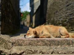 -扬美古镇景区