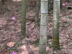 -杭州植物园