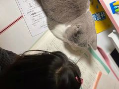 -东方名猫馆·英短金渐层布偶猫舍(环线广场1号楼店)