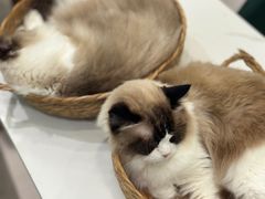 -安格丽娜·狗咖·猫咖羊驼咖(春熙路百盛商场店)
