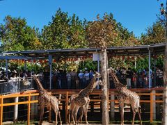 -西霞口神雕山野生动物世界