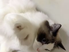 -联合动物医院(光谷诊疗中心)