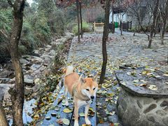 -鼓岭旅游度假区