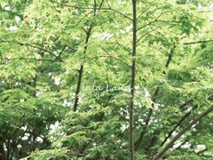 -龙头寺公园