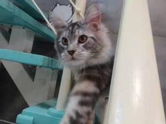 -十年猫舍·猫咪专门店(普陀店)