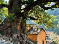-杨家堂村