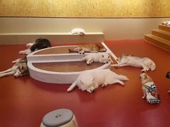 -和它·交个朋友·狗咖猫咖(爱琴海店)