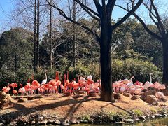 -上海野生动物园