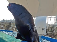 -芜湖新华联大白鲸海洋公园