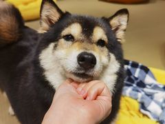 -逗柴咖啡屋·狗咖猫咖宠物桌游