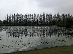 -上海长兴岛郊野公园