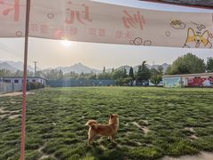 -趣玩宠物乐园寄养训犬训狗游泳池