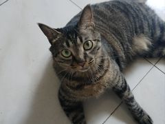 -特一安24小时宠物医院·骨科·中兽医