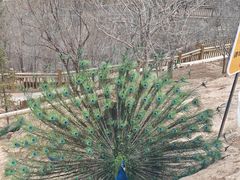 -青藏高原野生动物园