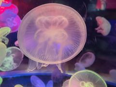 -太平洋海底世界