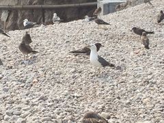 海驴岛-海驴岛(荣成市)