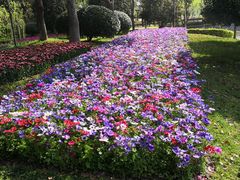 -上海鲜花港