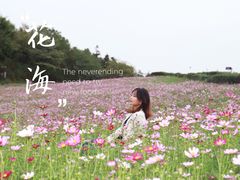 -大塘金香草谷