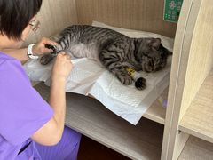 -北京观赏动物医院·24小时大型综合·猫专科·异宠专科