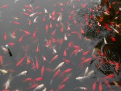 -金孔雀温泉旅游度假村