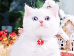 -70cat德文卷毛猫·缅因猫纯种猫舍