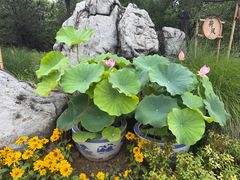 -莲花池公园