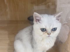 -共舞时光猫咖·狗咖(新街口店)