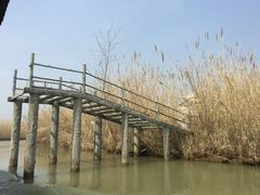 -泗洪洪泽湖湿地景区