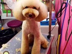 -爱宠屋pet shop·宠物洗澡·宠物美容