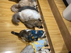 -啵啵喵·猫咖(攀华国际店)