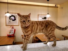 -滚猫咖啡·猫咖·猫友好撸猫(未来城店)