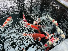 -观唐（国际）度假村温泉