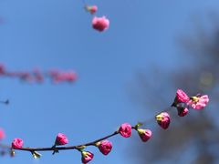 -陕西师范大学(雁塔校区)