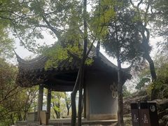 -香雪海