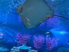 -烟台海昌鲸鲨海洋公园