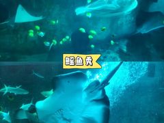 -大连圣亚海洋世界