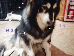 -more than meow吴止猫主题餐厅(承德 中船汇店)