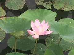 -天津东丽湖风景区