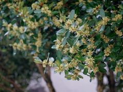 -东山风景区(洞庭东山)