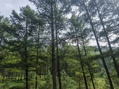 -塞罕坝国家级自然保护区