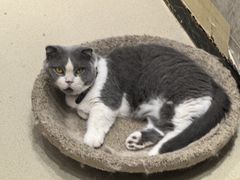 -藏猫猫咖啡主题馆(中央大道店)