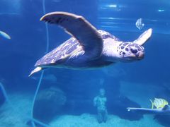 -太平洋海底世界