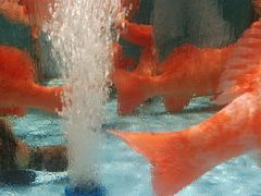 -阿伟海鲜楼·福建菜(延寿店)