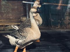 -春记潮汕牛肉火锅
