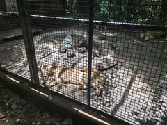 -海南热带野生动植物园