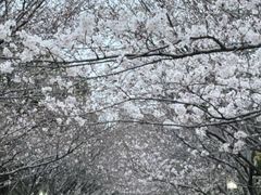 -高东镇樱花园
