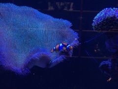 -暹罗酒肆泰餐厅酒吧